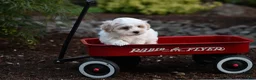 Havanese dogs for sale: Henry - Ad 1