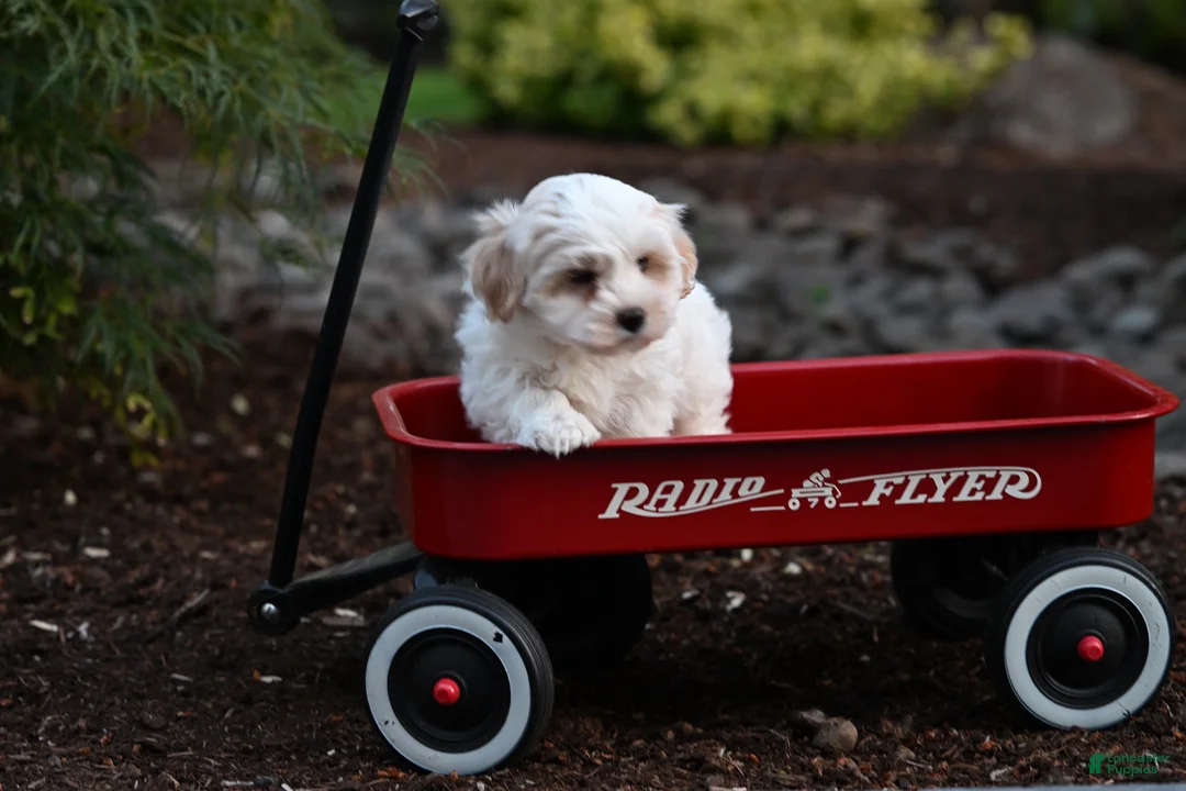 Havanese dogs for sale: Henry - Ad 1