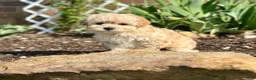 Maltipoo dogs for sale: Charlie - Ad 3