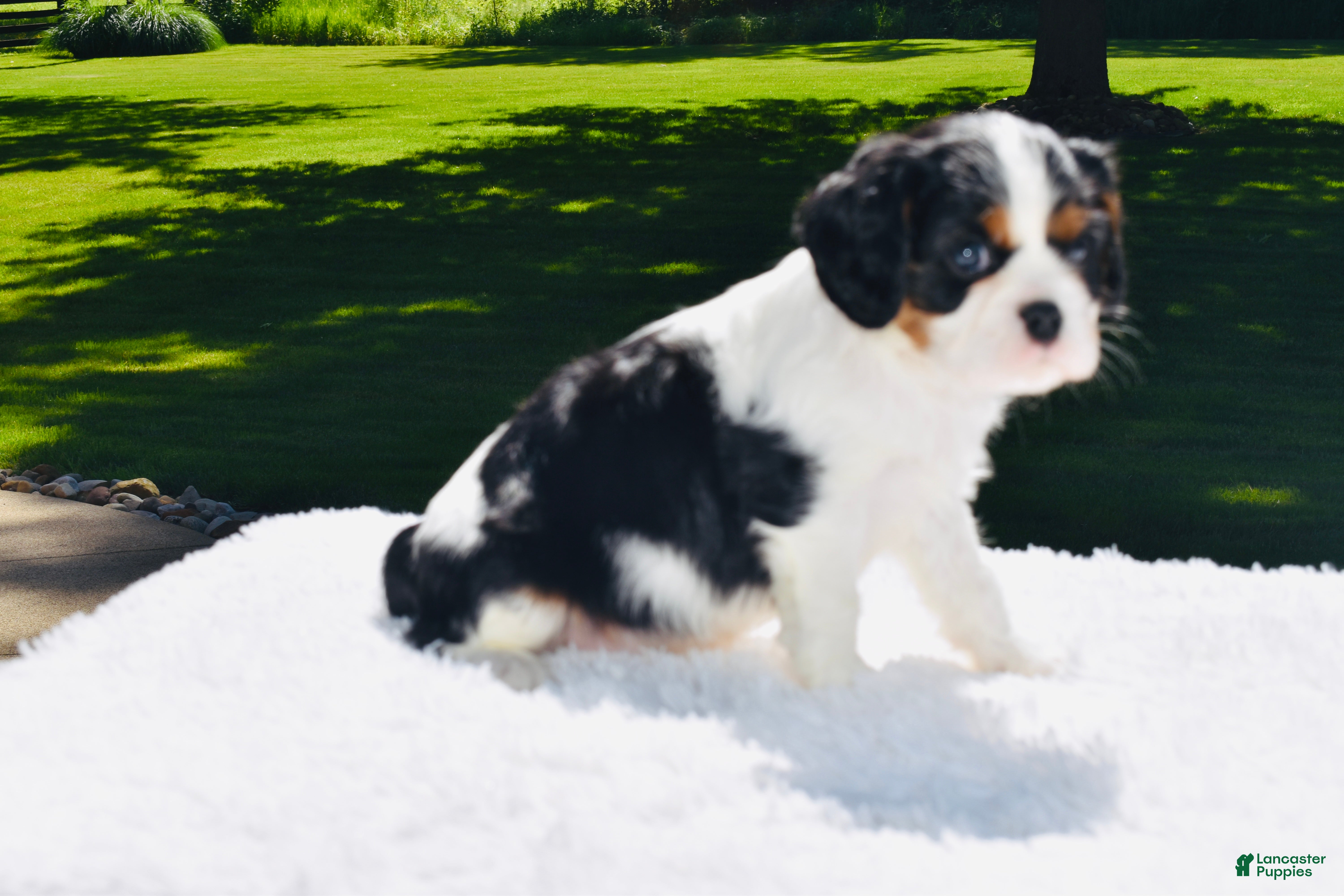 Cavalier King Charles Spaniel dogs Cooper  - Ad 2