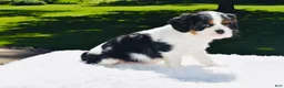 Cavalier King Charles Spaniel dogs for sale: Cooper  - Ad 2