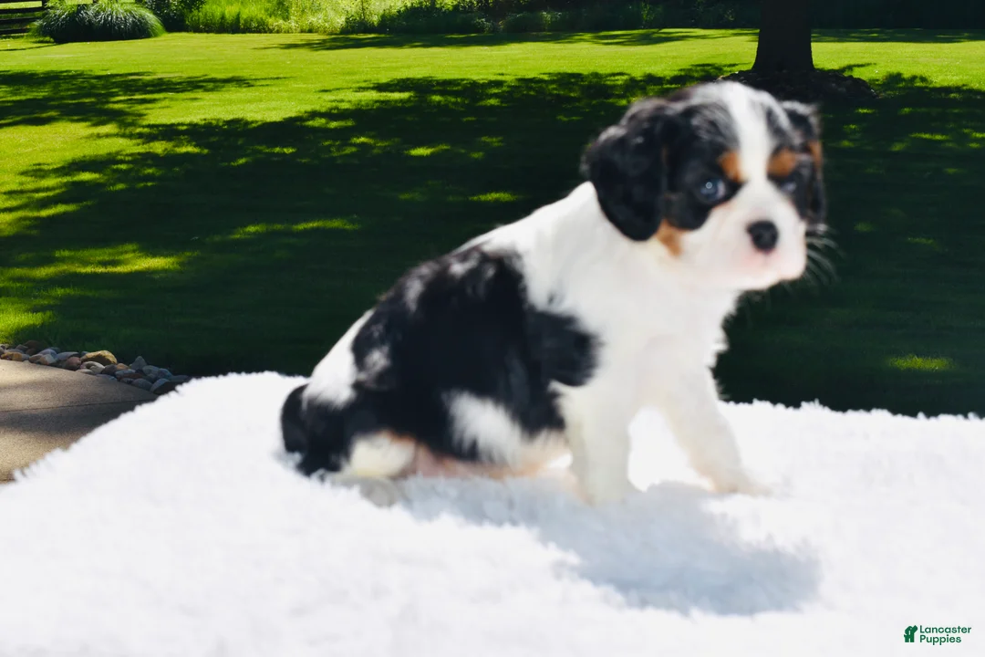 Cavalier King Charles Spaniel dogs for sale: Cooper  - Ad 2
