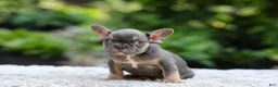 French Bulldog dogs for sale: Elsa - Ad 3
