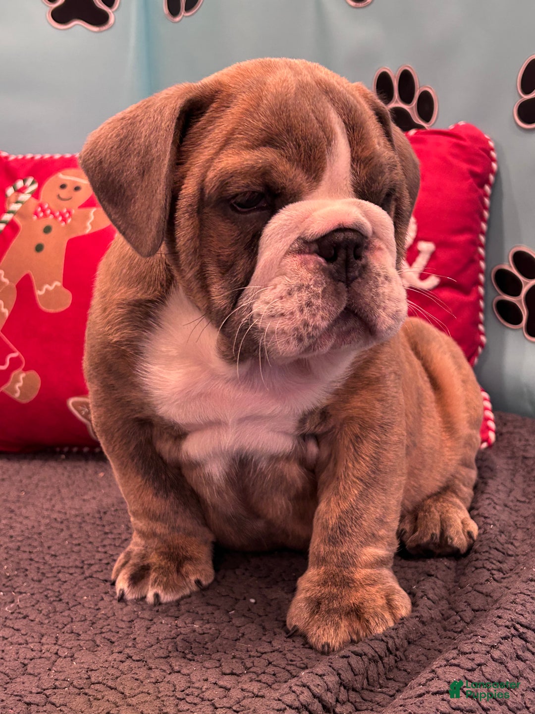 English Bulldog dogs for sale: LEO - Ad 9