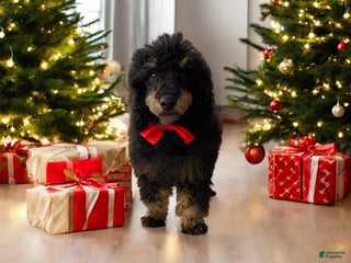 Toy Poodle dogs Jett - Ad 15