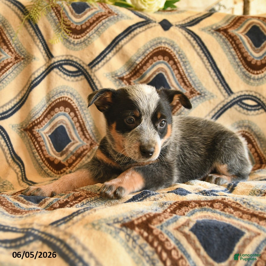 Australian Cattle Dog dogs Lucky  - Ad 2