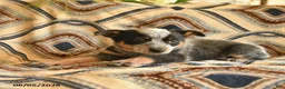 Australian Cattle Dog dogs for sale: Lucky  - Ad 2