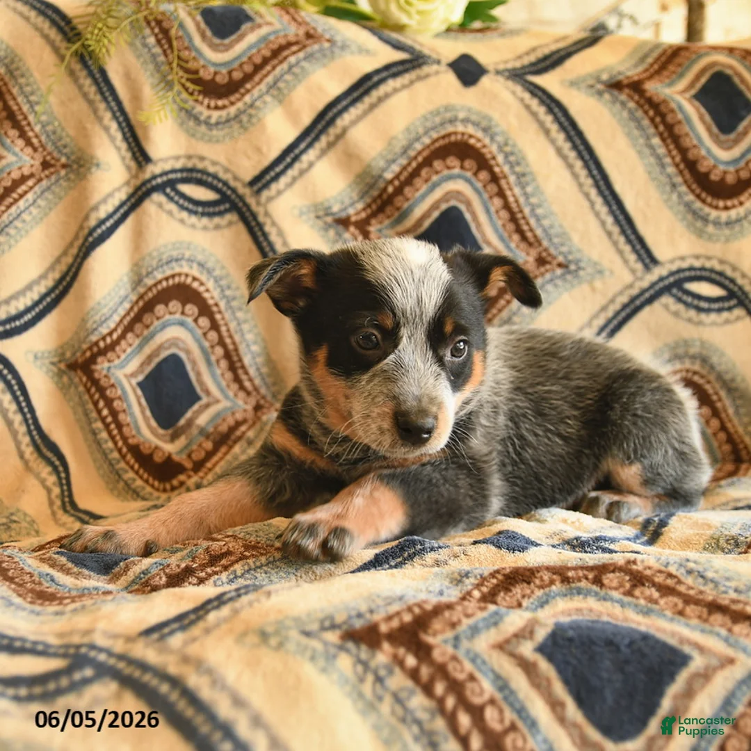 Australian Cattle Dog dogs for sale: Lucky  - Ad 2