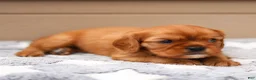 Cavalier King Charles Spaniel dogs for sale: Ford Cavalier King Charles Spaniel  - Ad 9