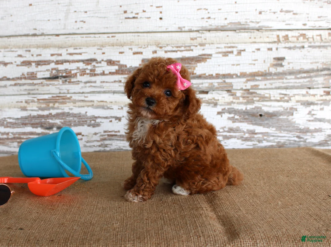 Toy Poodle dogs for sale: Tansy - Ad 2