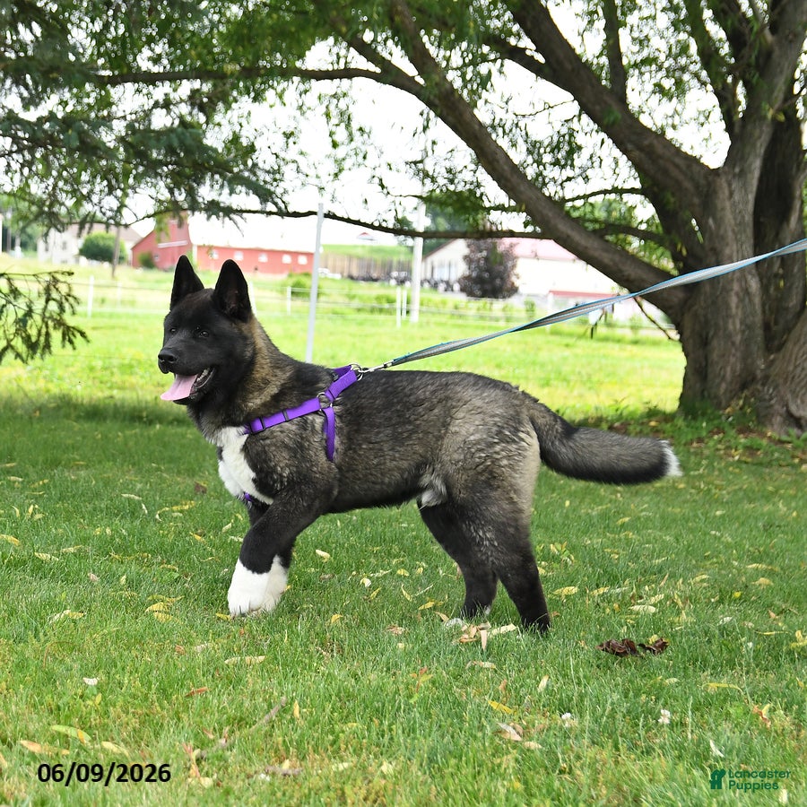 Akita dogs Fletcher - Ad 1