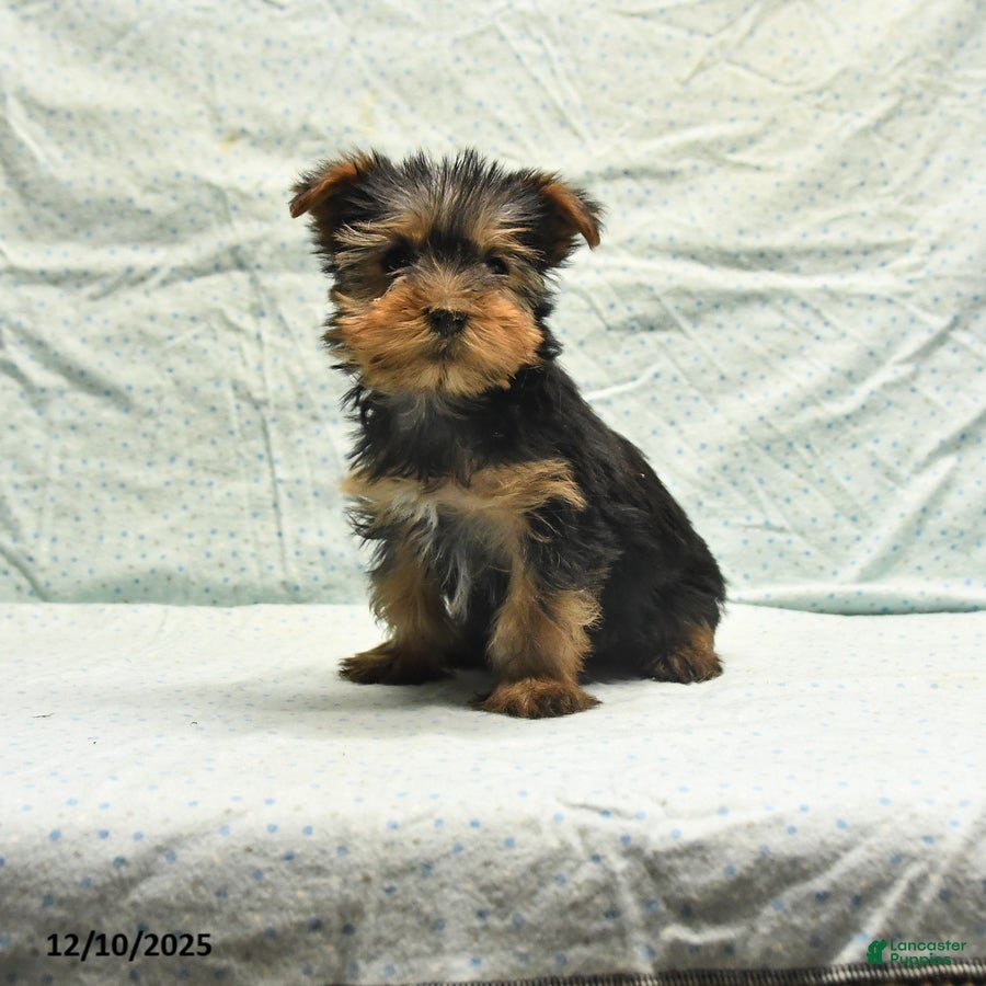Yorkshire Terrier dogs Edwin - Ad 20