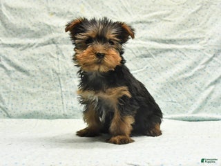 Yorkshire Terrier dogs Edwin - Ad 36
