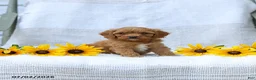 Cavapoo dogs for sale: Kimberly - Ad 7