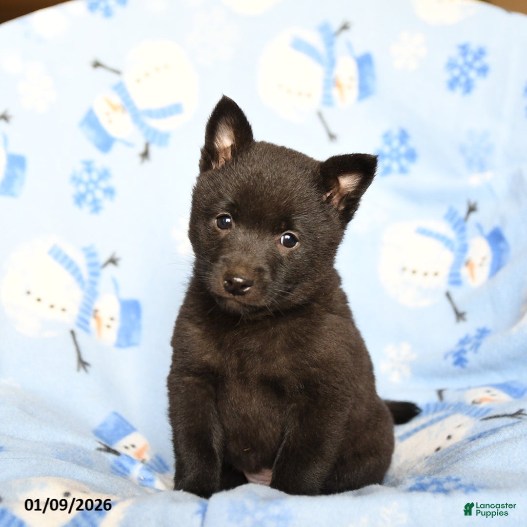 Schipperke dogs for sale: Rowdy - Ad 2