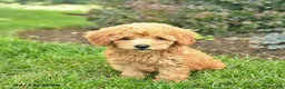 Miniature Poodle dogs for sale: Tank  - Ad 3