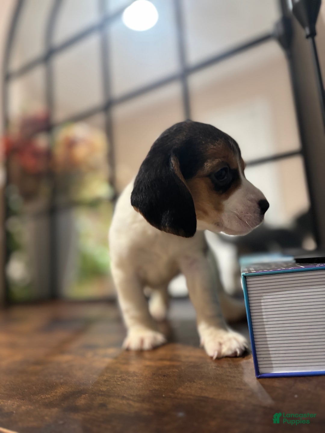 Beagle dogs for sale: Ana - Ad 3