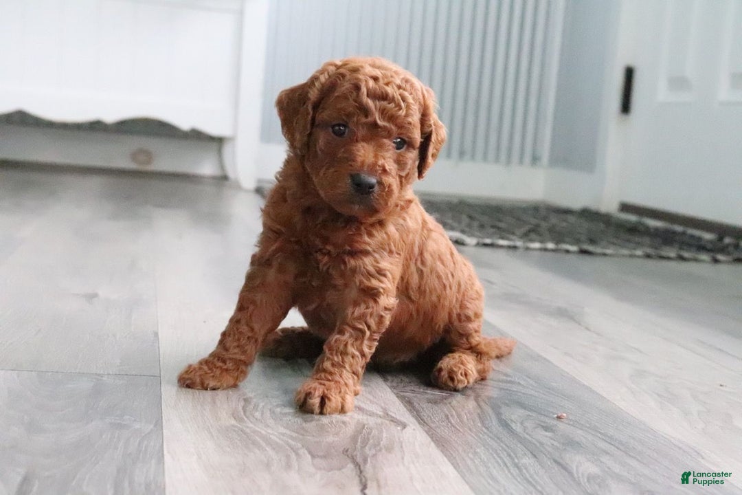 Mini Goldendoodle dogs for sale: MaJasmin - Ad 4