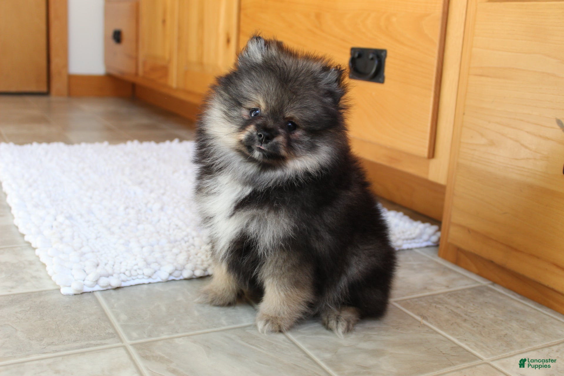 Pomeranian dogs Donald - Ad 1