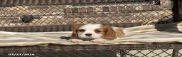 Cavalier King Charles Spaniel dogs for sale: Teddy - Ad 13
