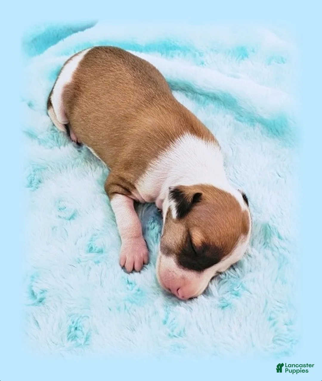 Italian Greyhound dogs for sale: Sevyn - Ad 2