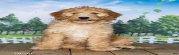 Goldendoodle dogs for sale: Oliver - Ad 2