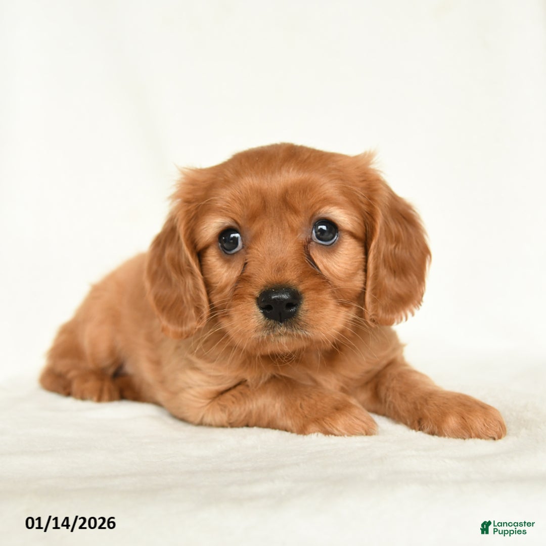Miniature Golden Retriever dogs for sale: Eleanor  - Ad 2