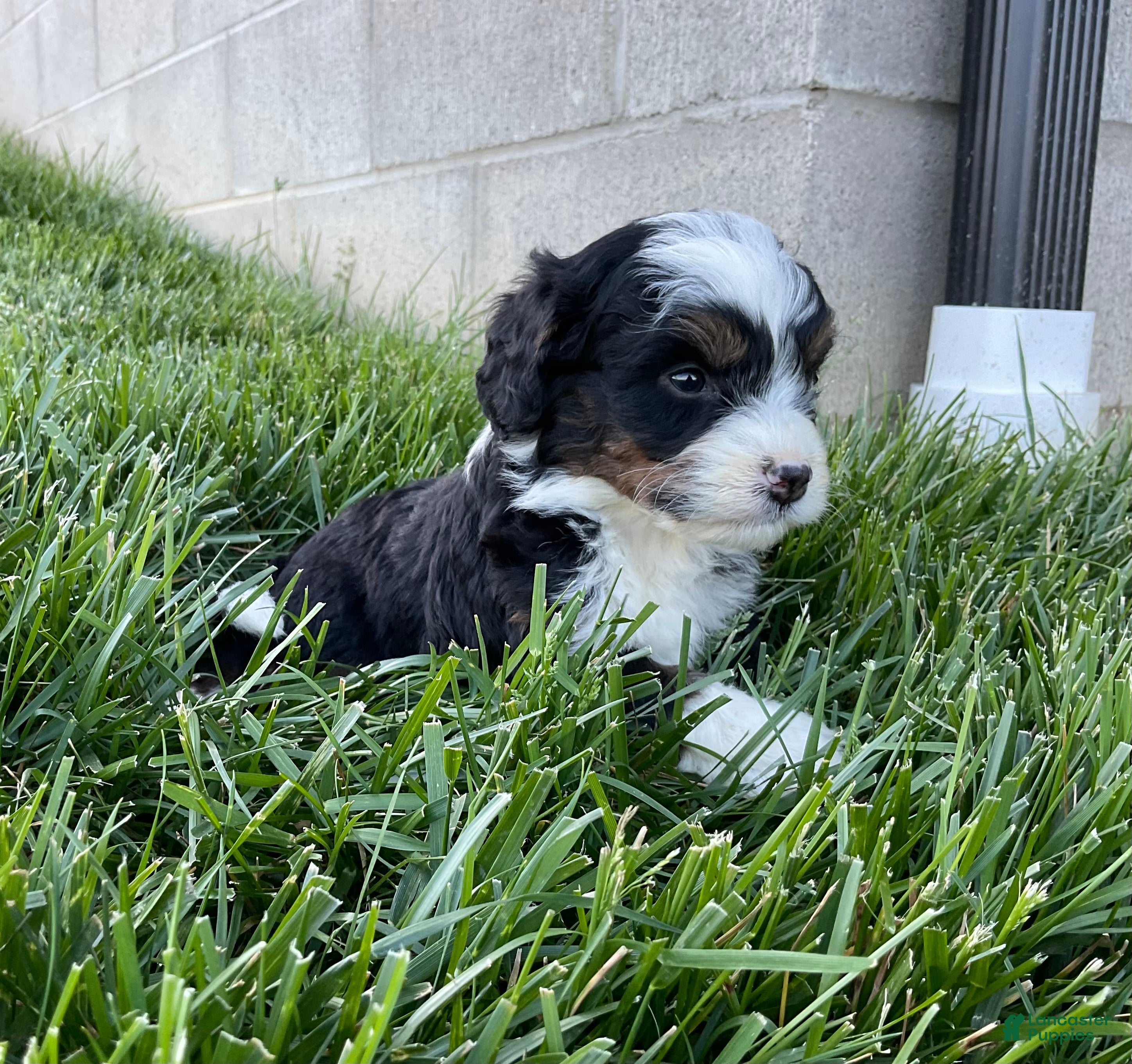 Mini Bernedoodle dogs Clover - Ad 2