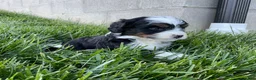 Mini Bernedoodle dogs for sale: Clover - Ad 2