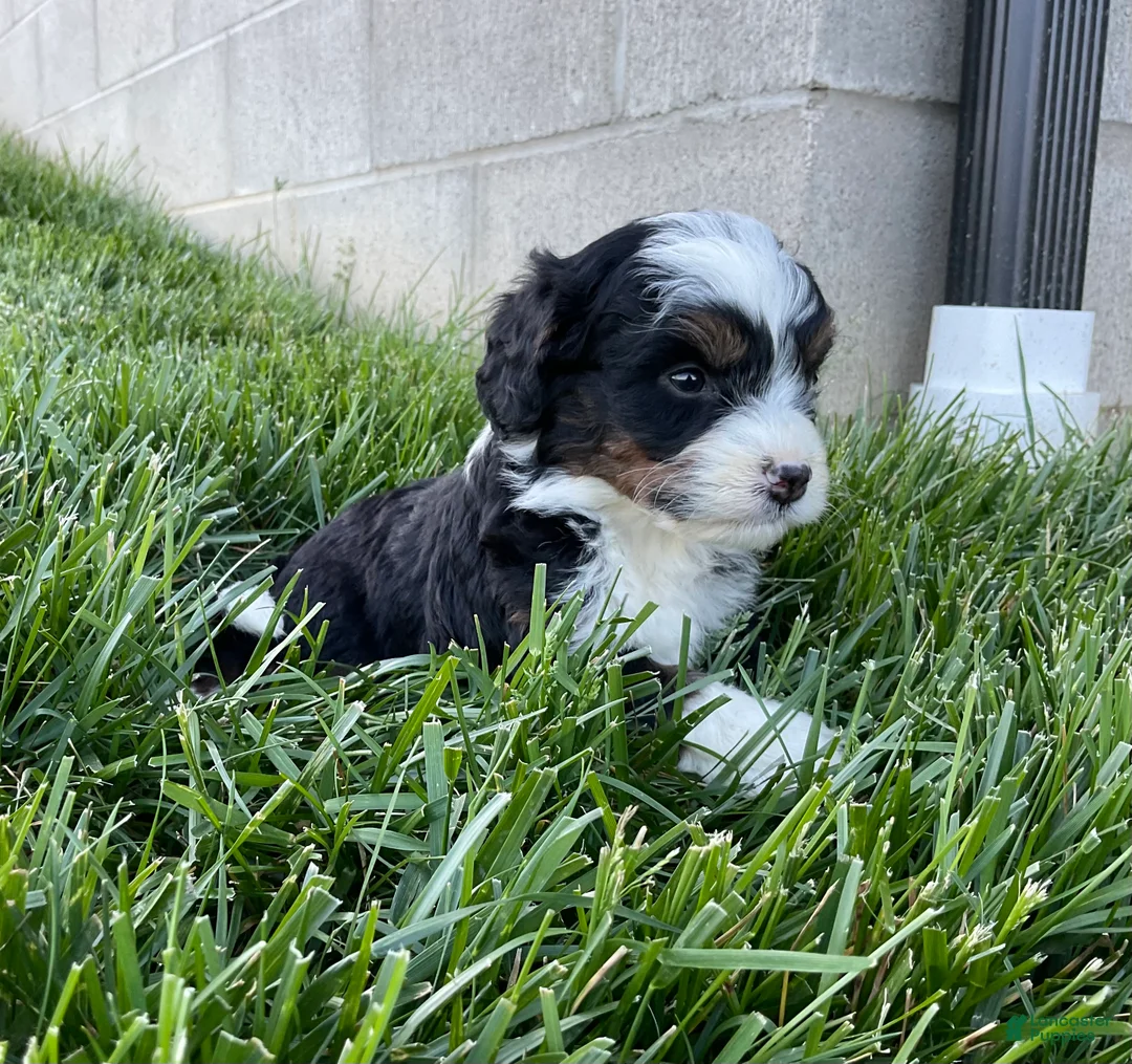 Mini Bernedoodle dogs for sale: Clover - Ad 2
