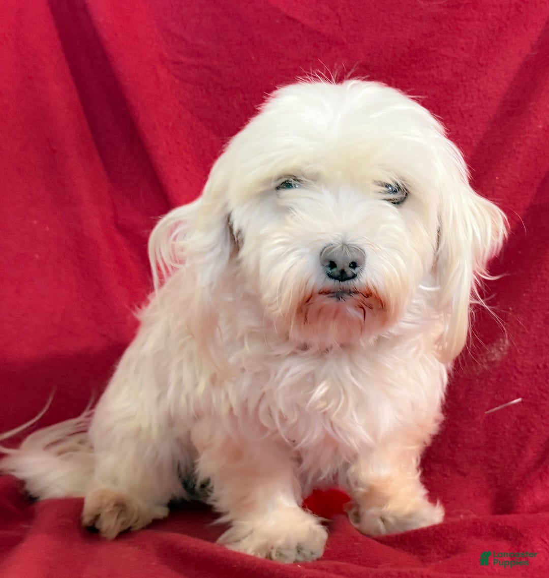 Maltese dogs for sale: Lexi - Ad 1