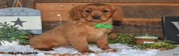 Miniature Golden Retriever dogs for sale: Cubit - Ad 1