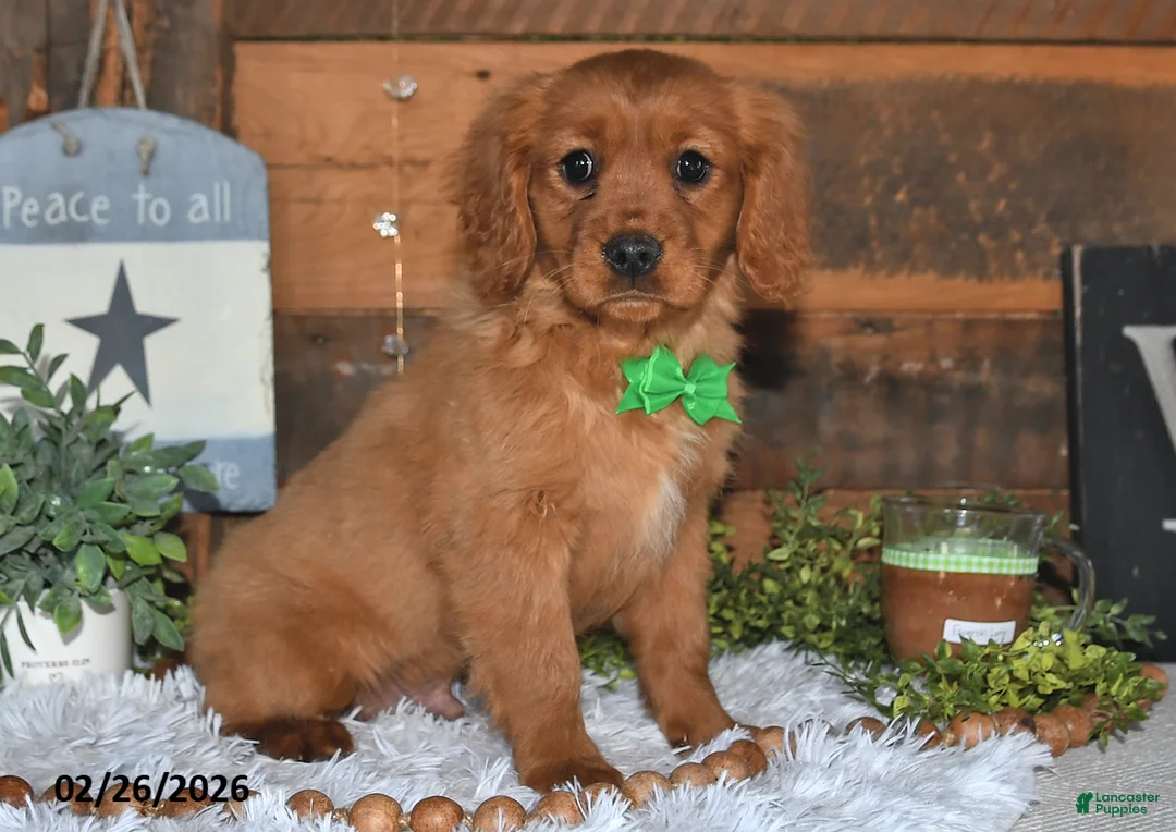 Miniature Golden Retriever dogs for sale: Cubit - Ad 1
