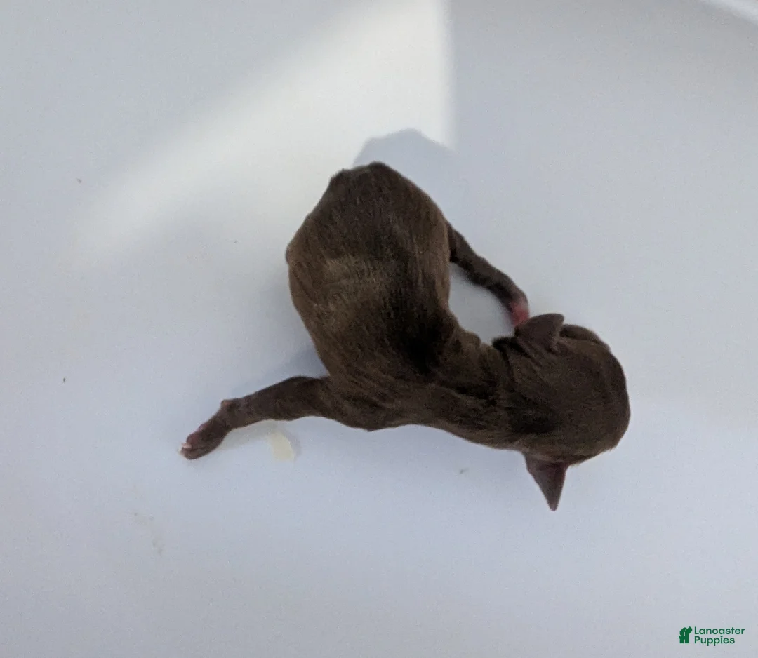 Chihuahua dogs for sale: Reese - Ad 2