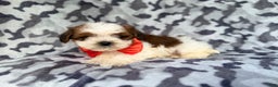 Shihpoo dogs for sale: Chestnut - Ad 8