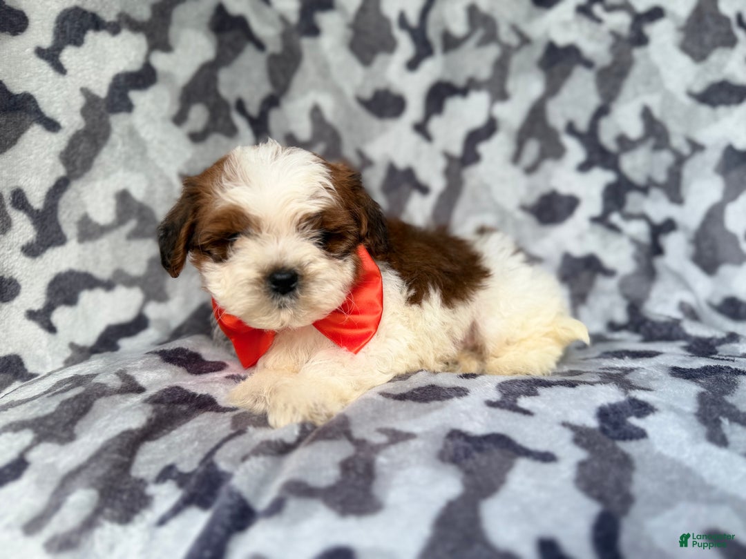 Shihpoo dogs for sale: Chestnut - Ad 8