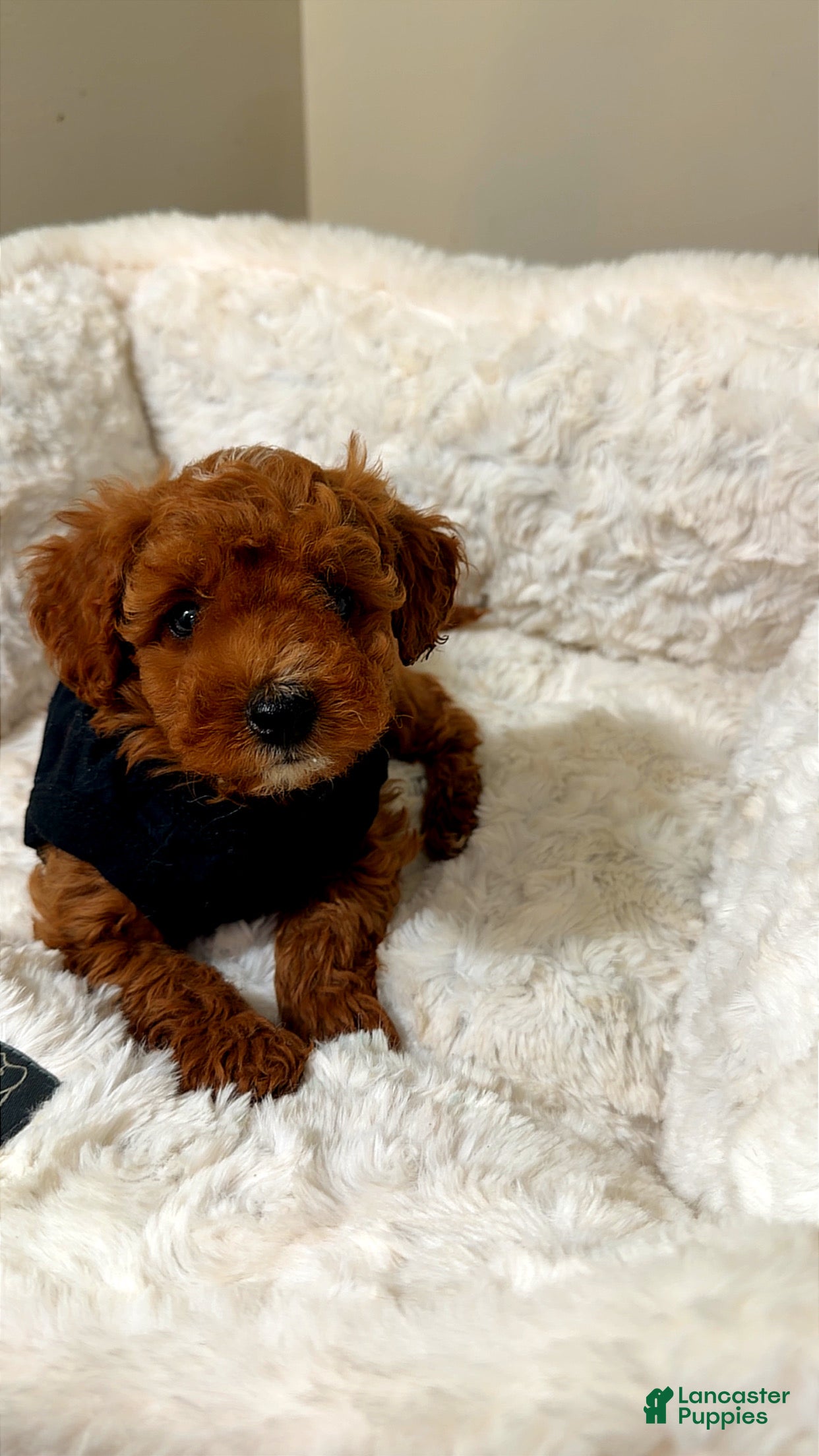 Toy Poodle dogs Milo  - Ad 3