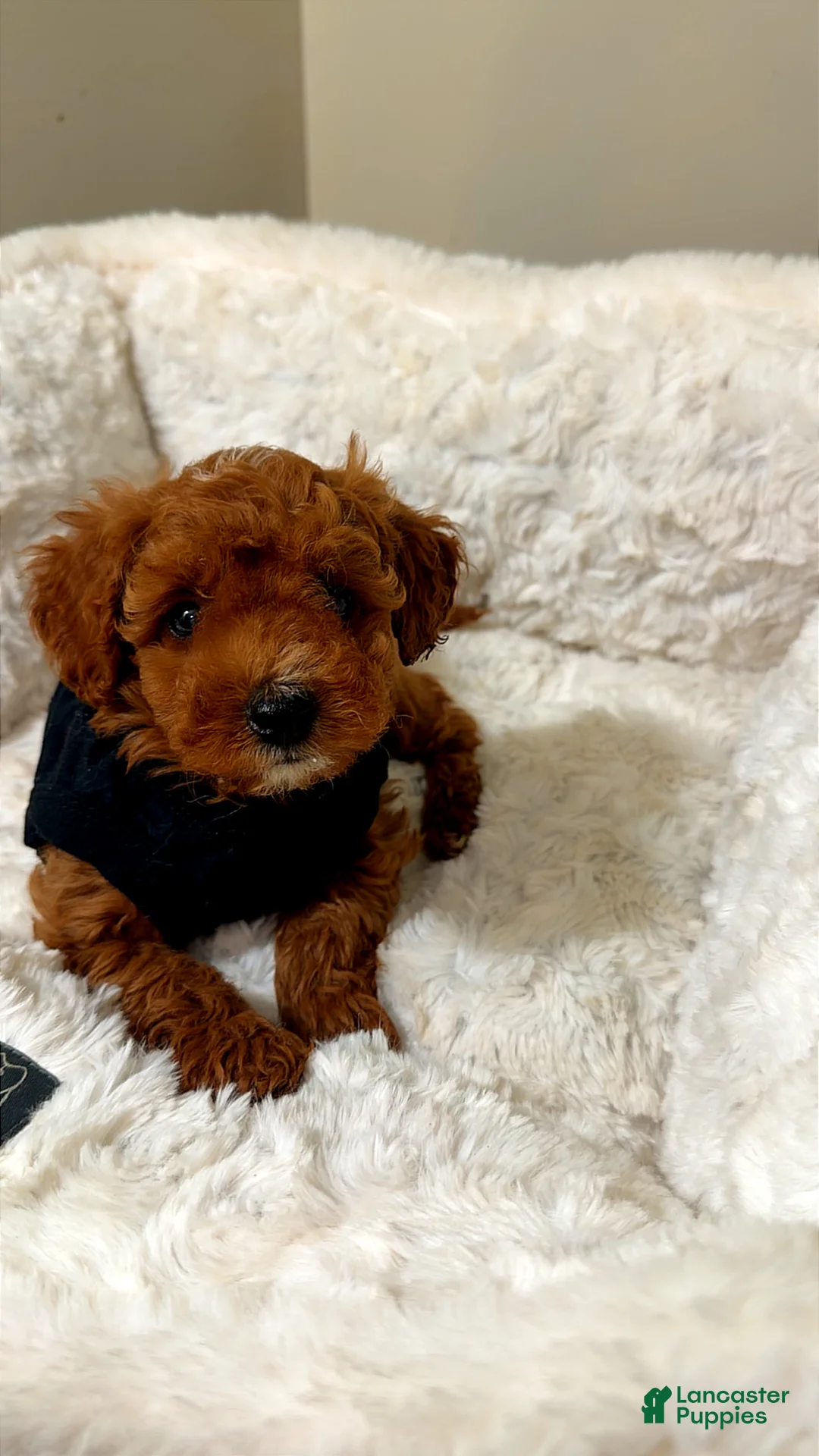 Toy Poodle dogs for sale: Milo  - Ad 1