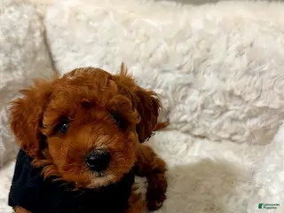 Toy Poodle dogs Milo - Ad 11