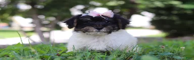 Callie
