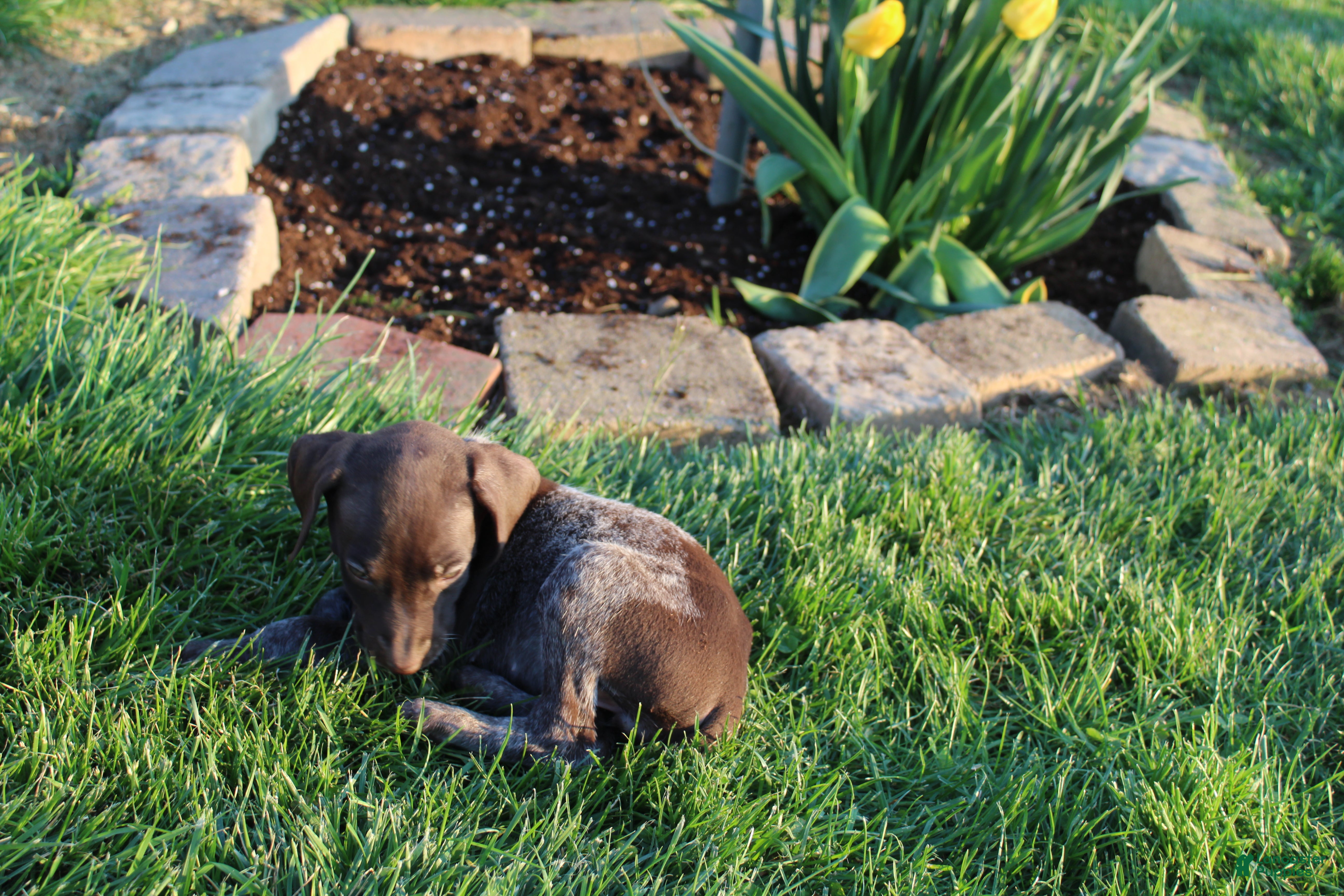 German Shorthaired Pointer dogs Rose - Ad 2
