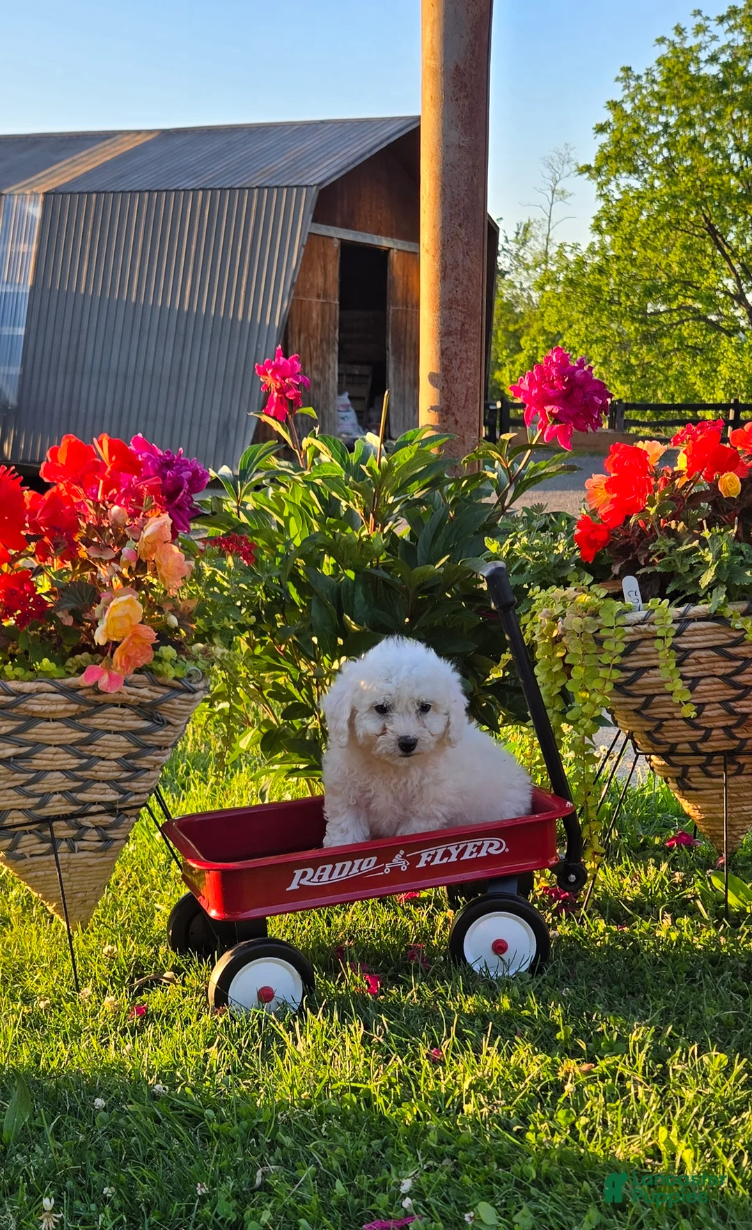 Bichon Frise dogs for sale: Toby - Ad 1