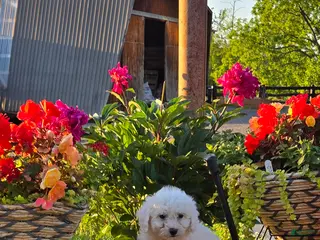 Bichon Frise dogs for sale: Toby - Ad 3