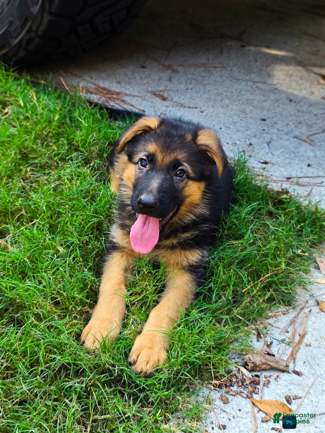 German Shepherd dogs for sale: German Shepherd Puppy 2 - Ad 5