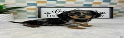 Miniature Dachshund dogs for sale: Drake  - Ad 7