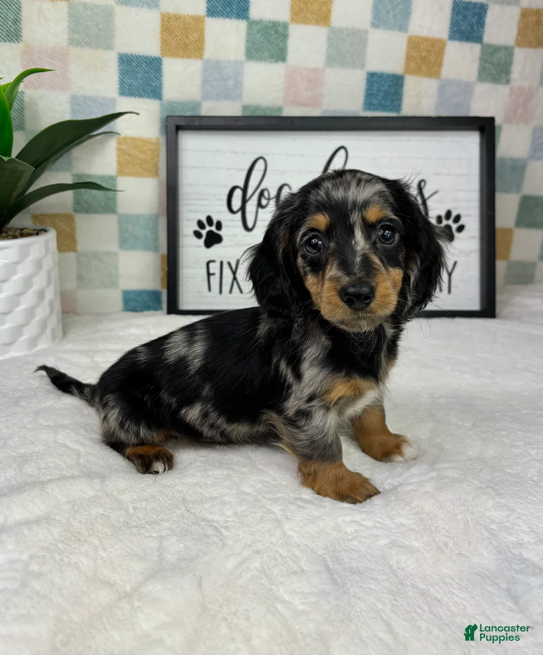 Miniature Dachshund dogs for sale: Drake  - Ad 7