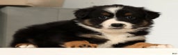 Miniature Australian Shepherd dogs for sale: Dixie - Ad 1