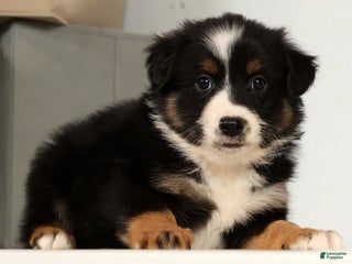 Miniature Australian Shepherd dogs Dixie - Ad 18