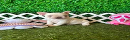 French Bulldog dogs for sale: French Bulldog Puppy 1 - Ad 6