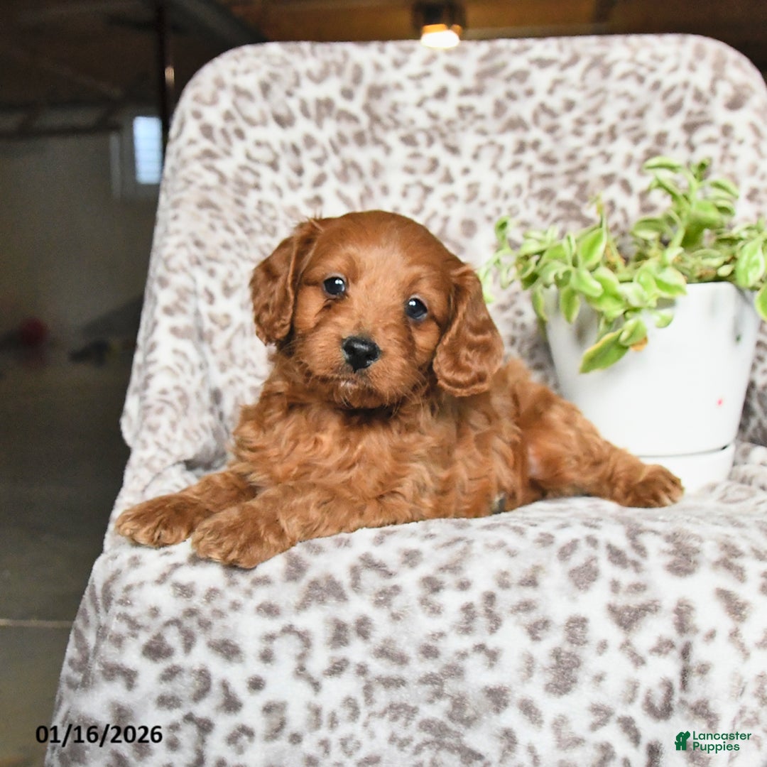 Cavapoo dogs for sale: George - Ad 2